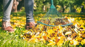 November gardening jobs raking leaves
